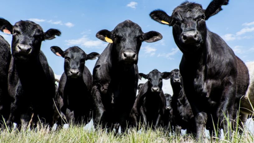 Agricultura de precisão é sinônimo de produtividade, sustentabilidade e redução de custos, afirma Aldo Vendramin.