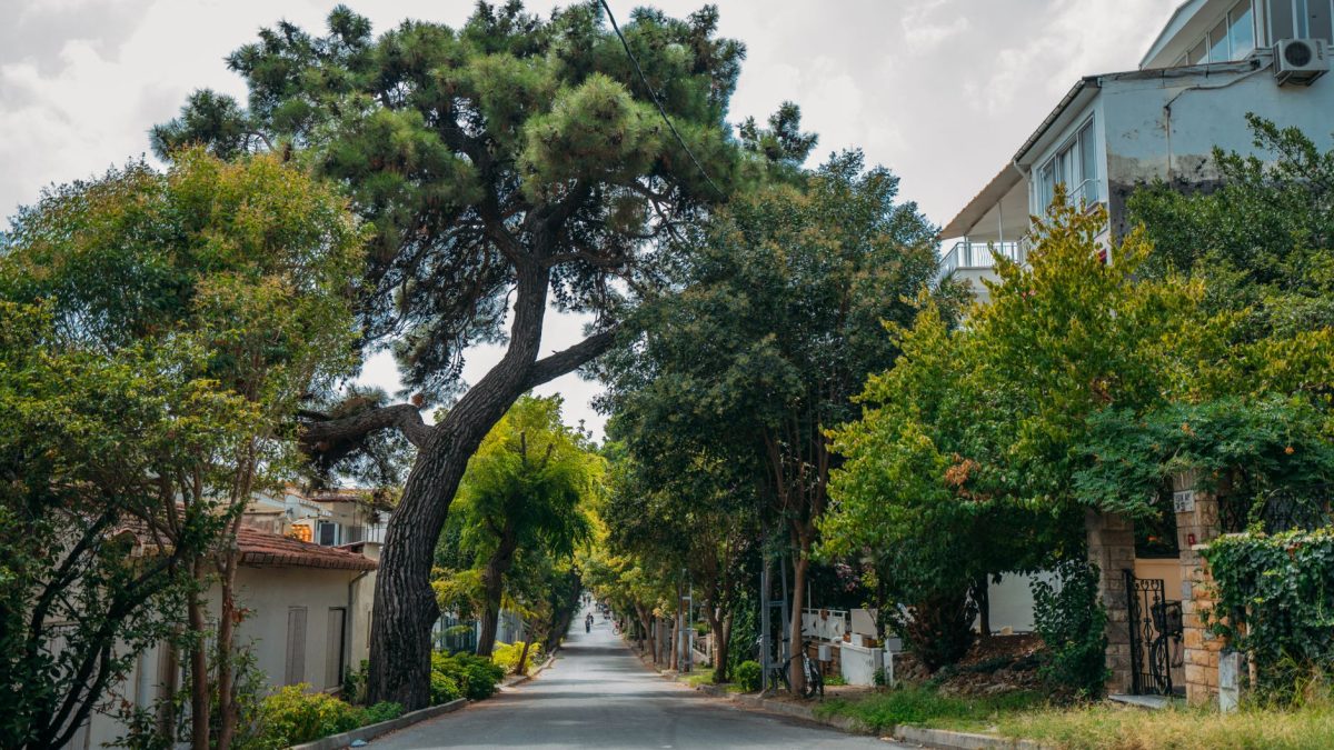 Rua urbana arborizada, ladeada por edifícios residenciais e árvores.