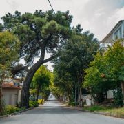 Rua urbana arborizada, ladeada por edifícios residenciais e árvores.