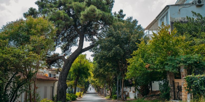 Rua urbana arborizada, ladeada por edifícios residenciais e árvores.